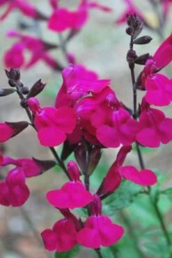 Heatwave Brilliance Salvia (Sage) - 1 Gallon Pot -FruitTree Store Heatwave Brilliance Salvia 500x750 1