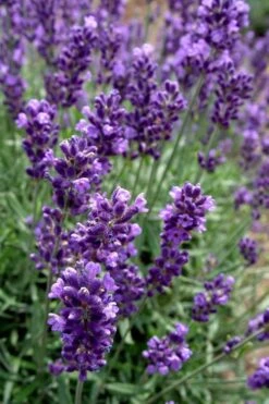 Hidcote Blue English Lavender - 1 Gallon Pot 11 Hidcote Blue English Lavender - 1 Gallon Pot -FruitTree Store Lavender Hidcote 2 1