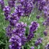 Hidcote Blue English Lavender - 6 Pack Of Pint Pots