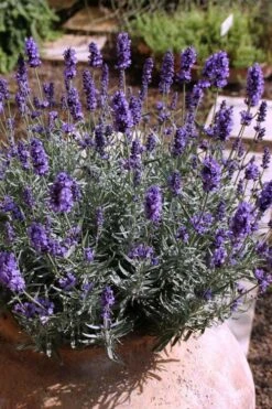 Hidcote Blue English Lavender - 6 Pack Of Pint Pots -FruitTree Store Lavender Hidcote 3