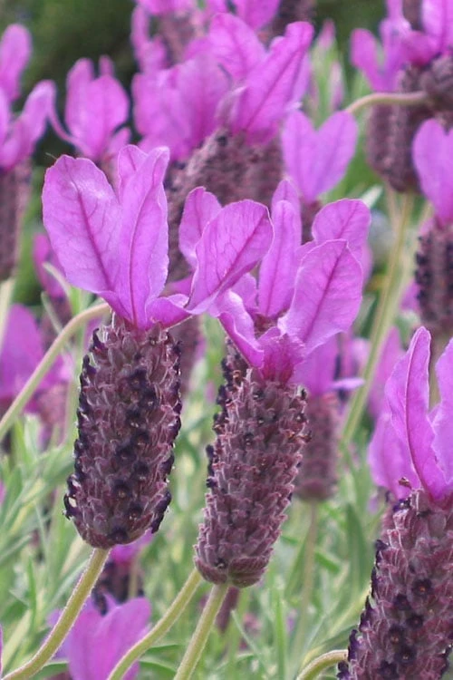 Otto Quast Spanish Lavender - 1 Gallon Pot 3 Otto Quast Spanish Lavender - 1 Gallon Pot