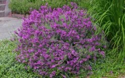 Otto Quast Spanish Lavender - 1 Gallon Pot 12 Otto Quast Spanish Lavender - 1 Gallon Pot -FruitTree Store Lavender Otto Quast 21 1