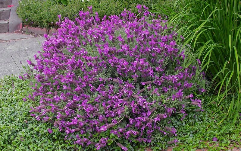 Otto Quast Spanish Lavender - 1 Gallon Pot 7 Otto Quast Spanish Lavender - 1 Gallon Pot - Image 5