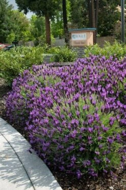 Otto Quast Spanish Lavender - 5 Pack Of Quart Pots -FruitTree Store Lavender Otto Quast 23