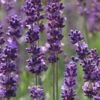 Phenomenal Lavender - 5 Pack Of Quart Pots -FruitTree Store Lavender Phenomenal 10 1