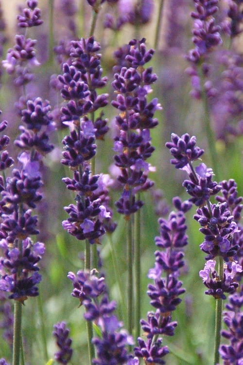 Phenomenal Lavender - 5 Pack Of Quart Pots 3 Phenomenal Lavender - 5 Pack Of Quart Pots