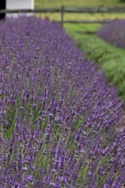 Phenomenal Lavender - 5 Pack Of Quart Pots 13 Phenomenal Lavender - 5 Pack Of Quart Pots -FruitTree Store Lavender Phenomenal 11 1