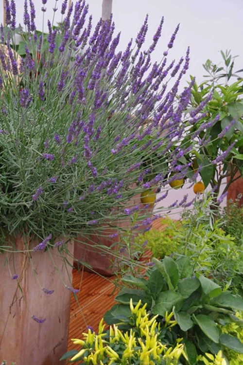 Phenomenal Lavender - 5 Pack Of Quart Pots 7 Phenomenal Lavender - 5 Pack Of Quart Pots - Image 5
