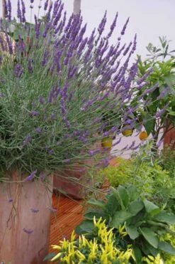 Phenomenal Lavender - 1 Gallon Pot 12 Phenomenal Lavender - 1 Gallon Pot -FruitTree Store Lavender Phenomenal 12