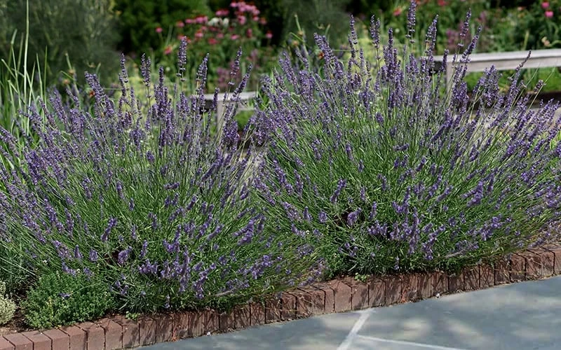 Phenomenal Lavender - 5 Pack Of Quart Pots 6 Phenomenal Lavender - 5 Pack Of Quart Pots - Image 4