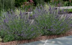 Phenomenal Lavender - 1 Gallon Pot 11 Phenomenal Lavender - 1 Gallon Pot -FruitTree Store Lavender Phenomenal 13