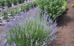 Provence French Lavender - 5 Pack Of Quart Pots 13 Provence French Lavender - 5 Pack Of Quart Pots -FruitTree Store Lavender Provence 1
