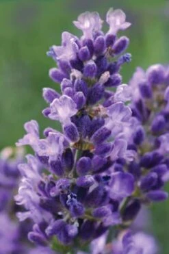 SuperBlue English Lavender - 1 Gallon Pot -FruitTree Store Lavender Super Blue 1