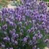 SuperBlue English Lavender - 1 Gallon Pot -FruitTree Store Lavender Super Blue 2