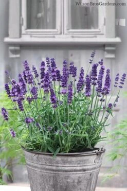 SuperBlue English Lavender - 1 Gallon Pot -FruitTree Store Lavender Superblue 12