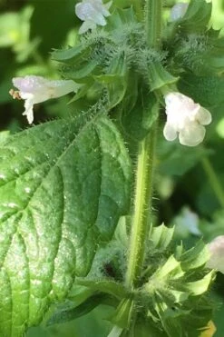 Lemon Balm Plant - 1 Gallon Pot -FruitTree Store Lemon Balm Plant 1