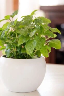 Lemon Balm Plant - 1 Gallon Pot -FruitTree Store Lemon Balm Plant 2