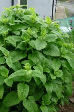 Lemon Balm Plant - 1 Gallon Pot