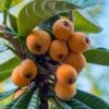 Loquat Tree - Eriobotrya Japonica - 3 Gallon Pot -FruitTree Store Loquat 10
