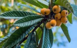 Loquat Tree - Eriobotrya Japonica - 5 Gallon Pot -FruitTree Store Loquat 12 2