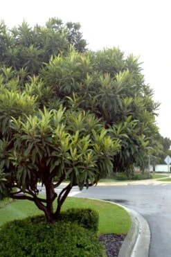 Loquat Tree (Eriobotrya Japonica) - 7 Gallon Pot (6-7') 11 Loquat Tree (Eriobotrya Japonica) - 7 Gallon Pot (6-7') -FruitTree Store Loquat Tree 500x750 2