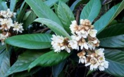 Loquat Tree - Eriobotrya Japonica - 5 Gallon Pot -FruitTree Store Loquat Tree Flowers 2