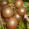 Carlos Bronze Muscadine Grape Vine - 6 Pack Of 1 Gallon Pots 2 Carlos Bronze Muscadine Grape Vine - 6 Pack Of 1 Gallon Pots -FruitTree Store Muscadine Carlos 1 1