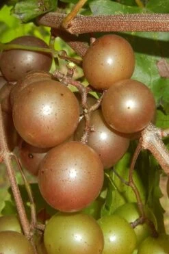 FruitTree Store 21 Carlos Bronze Muscadine Grape Vine - 6 Pack Of 1 Gallon Pots