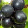 Cowart Black Muscadine Grape Vine - 1 Gallon Pot -FruitTree Store Muscadine Cowart 1