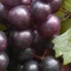 Creek Black Muscadine Grape Vine - 1 Gallon Pot -FruitTree Store Muscadine Creek 1