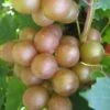 Fry Bronze Muscadine Grape Vine - 1 Gallon Pot -FruitTree Store Muscadine Fry 1