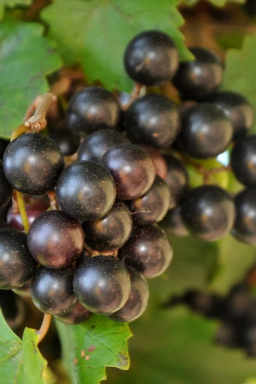 Noble Muscadine Grape Vine (Self Fertile) - 1 Gallon Pot 3 Noble Muscadine Grape Vine (Self Fertile) - 1 Gallon Pot