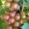 Triumph Muscadine Grape Vine - 1 Gallon Pot -FruitTree Store Muscadine Triumph 1