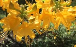 Admiral Semmes Native Azalea - Rhododendron - 3 Gallon Pot 17 Admiral Semmes Native Azalea - Rhododendron - 3 Gallon Pot -FruitTree Store Native Azalea Admiral Semmes 12