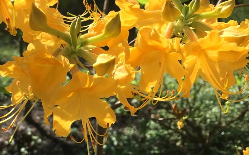 Admiral Semmes Native Azalea - Rhododendron - 3 Gallon Pot 9 Admiral Semmes Native Azalea - Rhododendron - 3 Gallon Pot - Image 7