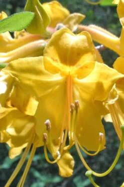 Admiral Semmes Native Azalea - Rhododendron - 3 Gallon Pot 15 Admiral Semmes Native Azalea - Rhododendron - 3 Gallon Pot -FruitTree Store Native Azalea Admiral Semmes 500x750 1