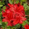 Augies Red Aromi Azalea (Rhododendron Hybrid) - 3 Gallon Pot -FruitTree Store Native Azalea Augies Red 3