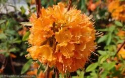 Dons Variegated Native Azalea - Rhododendron - 1 Gallon Pot -FruitTree Store Native Azalea Dons Variegated 10