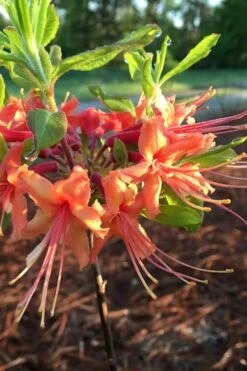 Evening Sunset Native Azalea (Rhododendron Austrinum) - 3 Gallon Pot -FruitTree Store Native Azalea Evening Sunset 1