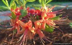 Evening Sunset Native Azalea (Rhododendron Austrinum) - 3 Gallon Pot -FruitTree Store Native Azalea Evening Sunset 2