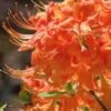 Evening Sunset Native Azalea (Rhododendron Austrinum) - 3 Gallon Pot -FruitTree Store Native Azalea Evening Sunset 6