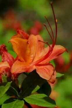 Flame Azalea (Rhododendron Calendulaceum) - 3 Gallon Pot 16 Flame Azalea (Rhododendron Calendulaceum) - 3 Gallon Pot -FruitTree Store Native Azalea Flame 1