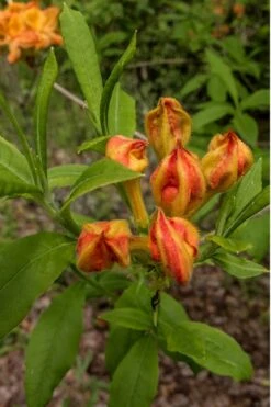 Flame Azalea (Rhododendron Calendulaceum) - 3 Gallon Pot 14 Flame Azalea (Rhododendron Calendulaceum) - 3 Gallon Pot -FruitTree Store Native Azalea Flame 14