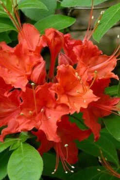 Flame Azalea (Rhododendron Calendulaceum) - 3 Gallon Pot 15 Flame Azalea (Rhododendron Calendulaceum) - 3 Gallon Pot -FruitTree Store Native Azalea Flame 16