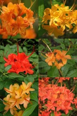Flame Azalea (Rhododendron Calendulaceum) - 3 Gallon Pot 13 Flame Azalea (Rhododendron Calendulaceum) - 3 Gallon Pot -FruitTree Store Native Azalea Flame 17