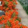 Flame Azalea (Rhododendron Calendulaceum) - 3 Gallon Pot -FruitTree Store Native Azalea Flame 20