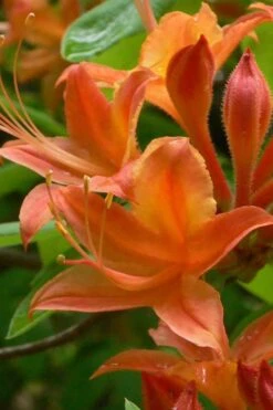 Flame Azalea (Rhododendron Calendulaceum) - 3 Gallon Pot 17 Flame Azalea (Rhododendron Calendulaceum) - 3 Gallon Pot -FruitTree Store Native Azalea Flame 4
