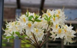 High Tide Aromi Azalea (Deciduous Rhododendron Hybrid) - 3 Gallon Pot 10 High Tide Aromi Azalea (Deciduous Rhododendron Hybrid) - 3 Gallon Pot -FruitTree Store Native Azalea High Tide 2