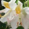 High Tide Aromi Azalea (Deciduous Rhododendron Hybrid) - 3 Gallon Pot -FruitTree Store Native Azalea Hight Tide 1