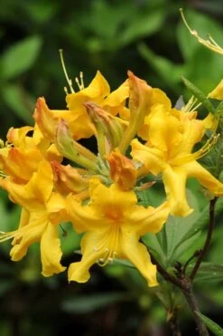 Jane's Gold Aromi Azalea (Rhododendron Hybrid) - 3 Gallon Pot -FruitTree Store Native Azalea Janes Gold 4